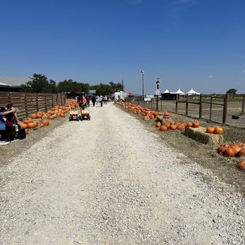 Black Barn Alpacas - Pumpkin patch - Attraction Farms Near Me - Finksburg, Maryland