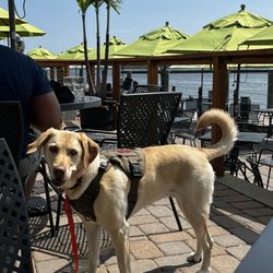 Bridges Restaurant - " and they gave me a cold bowl of water as soon as I came in... paw-approved!"