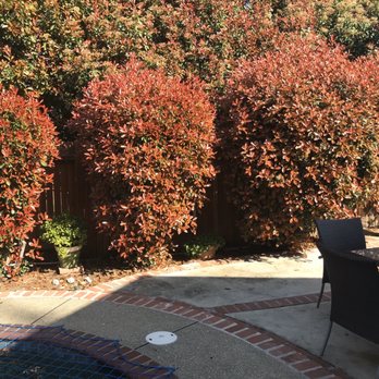 Easy Stumps Tree Services - 3 bushes - Tree Services Near Me - Folsom, California Easy Stumps Tree Services - 3 bushes - Tree Services Near Me - Folsom, California