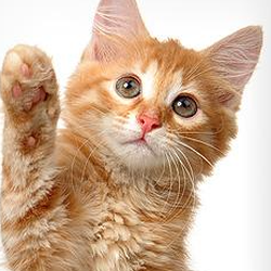 Veterinarian Medical Center - Granite Bay Veterinarian Medical Center Hospital that provides preventative, medical, surgical, dental, and hospitalized care for your pets
