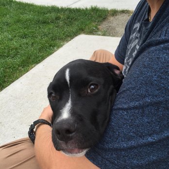 MaxFund - Charlotte the day I got her - Animal Shelters Near Me - Denver, Colorado