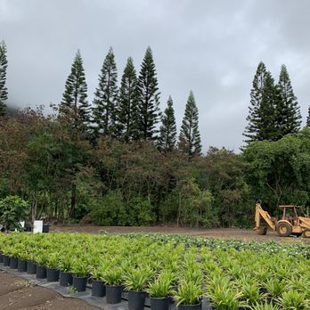 Koba's Nursery - Nurseries & Gardening Near Me - Waimanalo, Hawaii