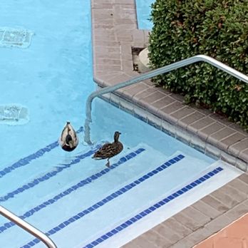 Turtle Cay Resort - Hotels Near Me - Virginia Beach, Virginia Turtle Cay Resort - Hotels Near Me - Virginia Beach, Virginia