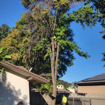 Erick's Tree Service - Tree Services Near Me - Clovis, California Erick's Tree Service - Tree Services Near Me - Clovis, California