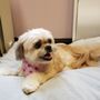 Photo of Barkley Square Professional Pet Services