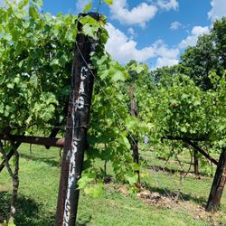 Amber Falls Winery & Cellars - Good Grapes = Good Wine!