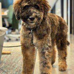 Puppy cut! Puppy cut!