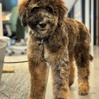 Trimnasium - Puppy cut! - Pet Groomers Near Me - Goleta, California Trimnasium - Puppy cut! - Pet Groomers Near Me - Goleta, California