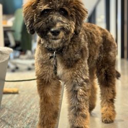 Trimnasium - Puppy cut!