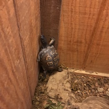 O'Bannon Woods State Park - Box turtle. Who really dislikes his habitat. - Recreation Centers Near Me - Corydon, Indiana O'Bannon Woods State Park - Box turtle. Who really dislikes his habitat. - Recreation Centers Near Me - Corydon, Indiana