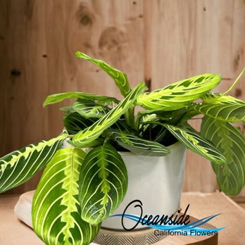 Oceanside California flowers - Office or home living plant, a great idea for your coworker or you Boss, even a client. - Florists Near Me - Oceanside, California Oceanside California flowers - Office or home living plant, a great idea for your coworker or you Boss, even a client. - Florists Near Me - Oceanside, California