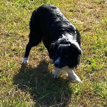 Bear Creek Boarding Kennels - Pet Sitting Near Me - Jasper, Georgia Bear Creek Boarding Kennels - Pet Sitting Near Me - Jasper, Georgia