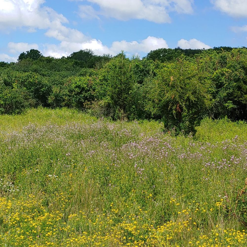Matthaei Botanical Gardens - Wildflower fields - Botanical Gardens Near Me - Ann Arbor, Michigan Matthaei Botanical Gardens - Wildflower fields - Botanical Gardens Near Me - Ann Arbor, Michigan