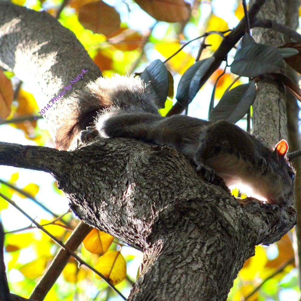 Simpson Park - Bad boy! This squirrel on a tree overhead kept braking off pieces of bark and dropping them on my head. - Parks Near Me - Miami, Florida Simpson Park - Bad boy! This squirrel on a tree overhead kept braking off pieces of bark and dropping them on my head. - Parks Near Me - Miami, Florida