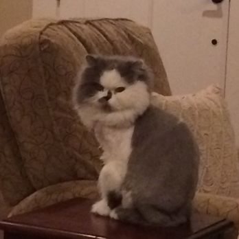 Paw Spa - Paw Spa lion cut on my Persian cat Bumbi. Sorry kid I went a vaca and you missed the groomers huh. Look how cute she is!! - Pet Groomers Near Me - Meridian, Idaho
