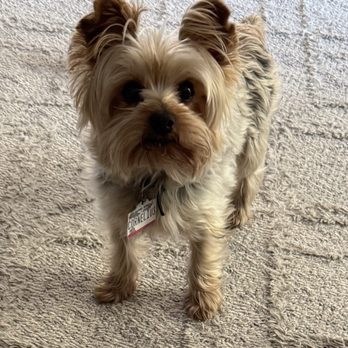 Glow Upets - Before his wash and haircut. - Pet Groomers Near Me - Hollister, California Glow Upets - Before his wash and haircut. - Pet Groomers Near Me - Hollister, California