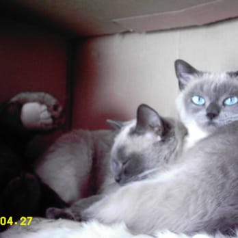 Healthy Pets Veterinary Services - lily and nina - Veterinarians Near Me - Brooklyn, New York