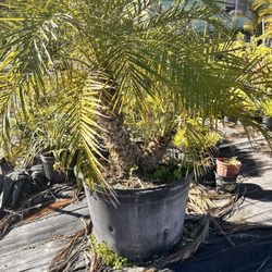 Powell Nursery & Landscaping