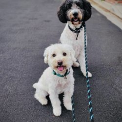 Fetch! Pet Care of Greater Toledo