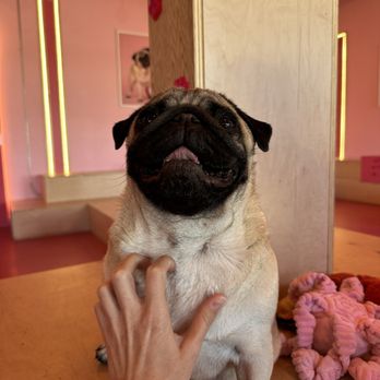 Cuppa Pug - This angel sat next to me and on my lap majority of the hour. - Themed Cafes Near Me - Escondido, California Cuppa Pug - This angel sat next to me and on my lap majority of the hour. - Themed Cafes Near Me - Escondido, California