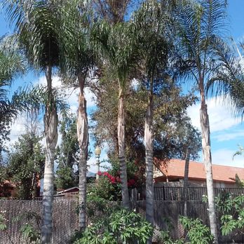 J.E.M Tree Services - Tree Services Near Me J.E.M Tree Services - Tree Services Near Me