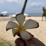 Kuhio Beach Park