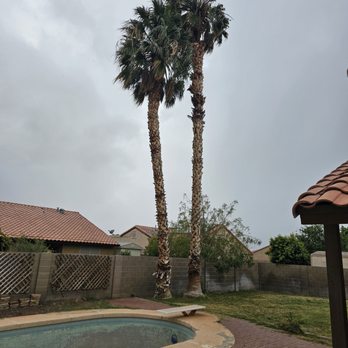 Southwest tree works - A daunting task... - Tree Services Near Me Southwest tree works - A daunting task... - Tree Services Near Me