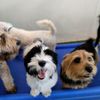 HeartStrings Pet Resort gift card