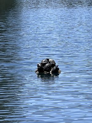 Laguna Lake Park by null