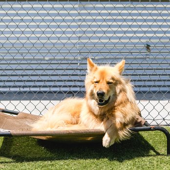 AlphaDog Lodging - Mr. Senna L. - Pet Groomers Near Me - Mill Valley, California AlphaDog Lodging - Mr. Senna L. - Pet Groomers Near Me - Mill Valley, California