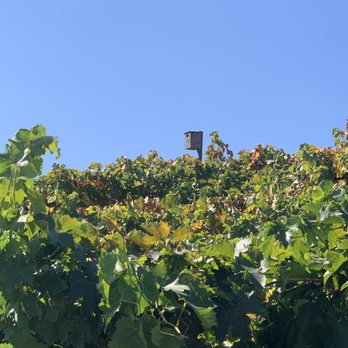 J. Rickards Winery - Owl Box - Wine Tasting Room Near Me - Cloverdale, California