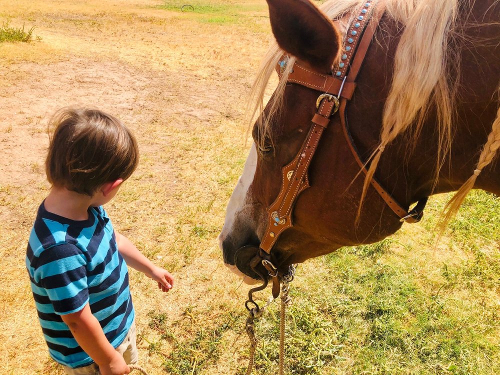 EQUINE SPORTS MEDICINE AND SURGERY Updated September 2024 2991 W