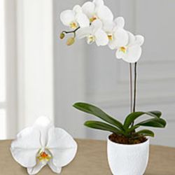 Blooming in America