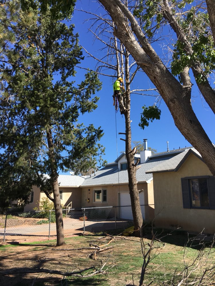 ROCKING D TREE SERVICE Updated September 2024 20 Photos Edgewood