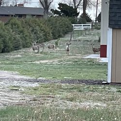 Sterling Rv Center - Neighbors' deer close by