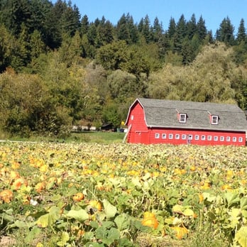 Serres Farm - Pumpkin field. Beautiful - Pumpkin Patches Near Me - Redmond, Washington Serres Farm - Pumpkin field. Beautiful - Pumpkin Patches Near Me - Redmond, Washington
