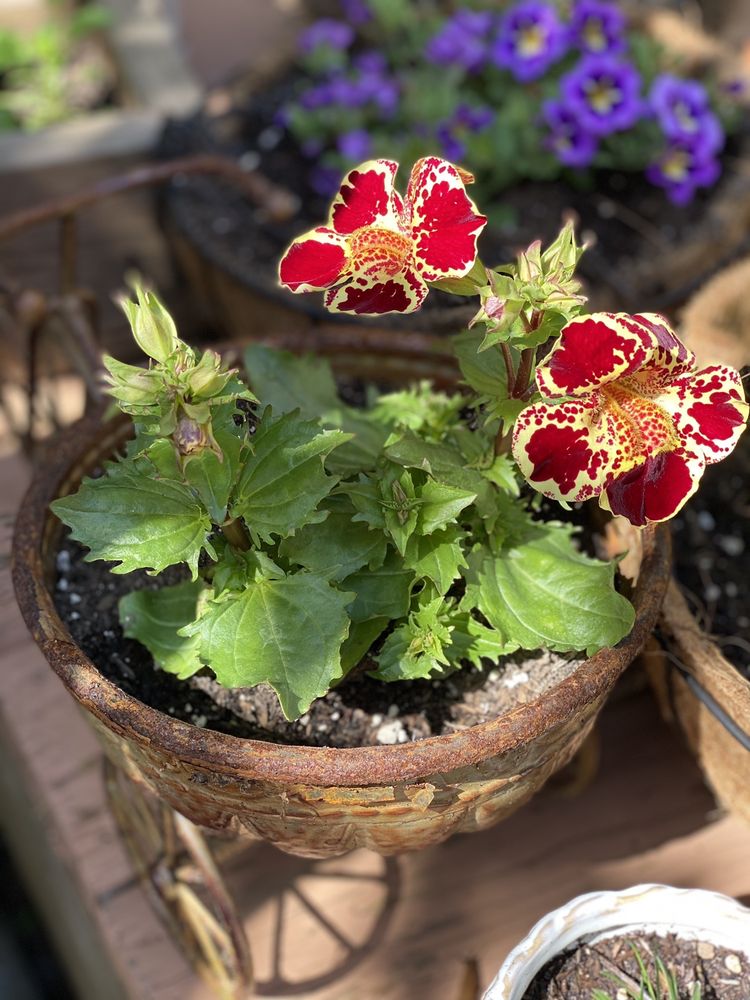 GREENLOT NURSERY Updated September 2024 6210 Avalon Dr, Eureka