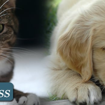 Bihari Kennels - Pet Groomers Near Me - Nanuet, New York Bihari Kennels - Pet Groomers Near Me - Nanuet, New York