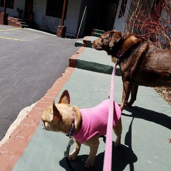 Little Paws Pet Care - Dog Walkers Near Me