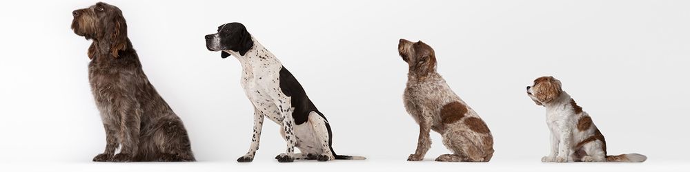 Lakeside Veterinary Clinic Image