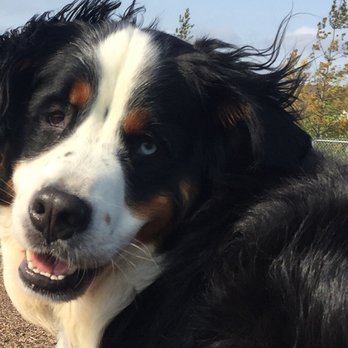 Pawz'n Play - Dog Walkers Near Me - Burlington, Ontario