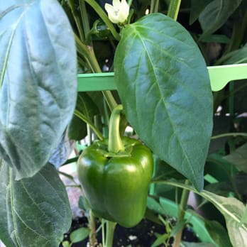 The Home Depot - Healthy bell pepper plant - ready for your garden! - Hardware Stores Near Me - Appleton, Wisconsin The Home Depot - Healthy bell pepper plant - ready for your garden! - Hardware Stores Near Me - Appleton, Wisconsin