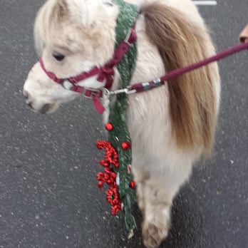 Jingle Bell Run - Pygmy / miniture horses decked in holiday bells ready for the Jingle Bell 5k walk/run. - Active Life Near Me - Bellingham, Washington Jingle Bell Run - Pygmy / miniture horses decked in holiday bells ready for the Jingle Bell 5k walk/run. - Active Life Near Me - Bellingham, Washington