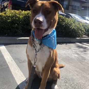 The Mud Puppy - Happy Boy after his bath - Pet Groomers Near Me - Mission Viejo, California The Mud Puppy - Happy Boy after his bath - Pet Groomers Near Me - Mission Viejo, California