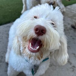 A Bark Idea - Archie living his best life at A Bark Idea