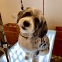 Photo of Well Groomed Pets