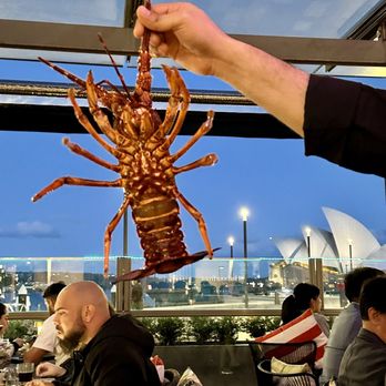 Harbourfront Seafood Restaurant - Lobster - Seafood Near Me - The Rocks, NSW