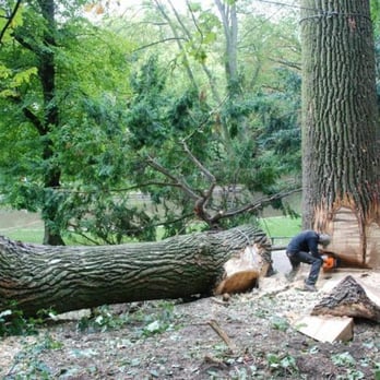 Arbo Ambiance - Tree Services Near Me Arbo Ambiance - Tree Services Near Me