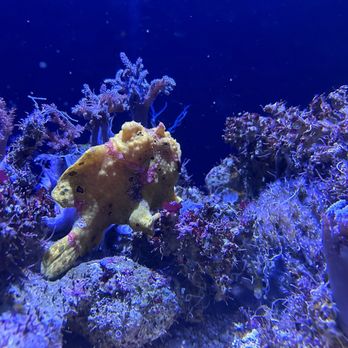 Birch Aquarium - Aquariums Near Me - La Jolla, California