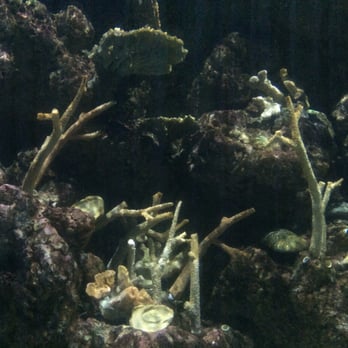 Seattle Aquarium - Aquariums Near Me - Seattle, Washington Seattle Aquarium - Aquariums Near Me - Seattle, Washington